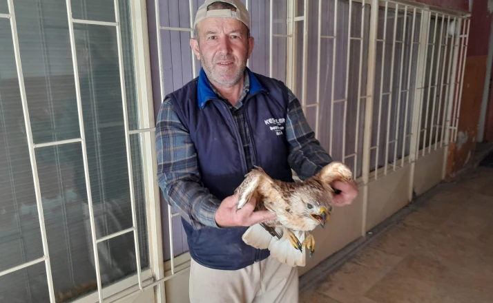 Karapınar’da yaralı kızıl şahin tedavi altına alındı