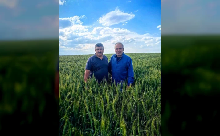 Karapınar’da arpa ve buğday tarlalarında yatma problemi