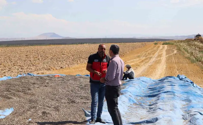 Karapınar’da ayçiçeği ve patates hasadı sürüyor
