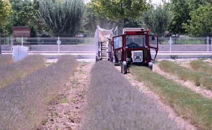 Karatay Lavanta Bahçesi’nde hasat başladı