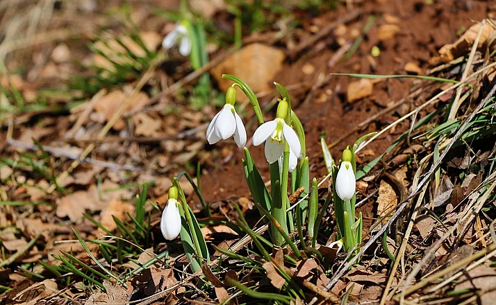 Kardelenler Konya'nın yüksek kesimlerinde görücüye çıktı