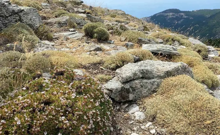 Kaz Dağları’nda yeni bir böcek türü daha keşfedildi
