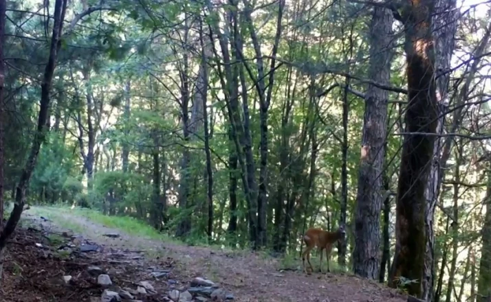 Kazdağları Milli Parkı’nda, Karaca fotokapana yakalandı 