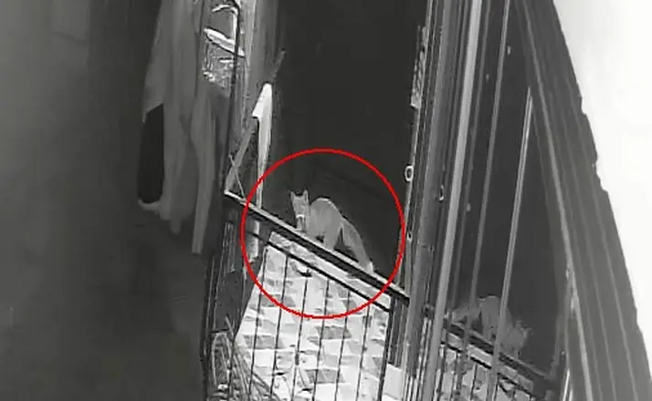 Kedi, köpek sandığı terlik hırsızı tilki çıktı