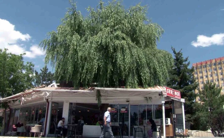 Kesmeye kıyamadığı salkım söğüdü, işletmenin simgesi oldu 
