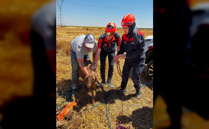 Konya’da ekin tarlası çöktü, koyunlar içine düştü