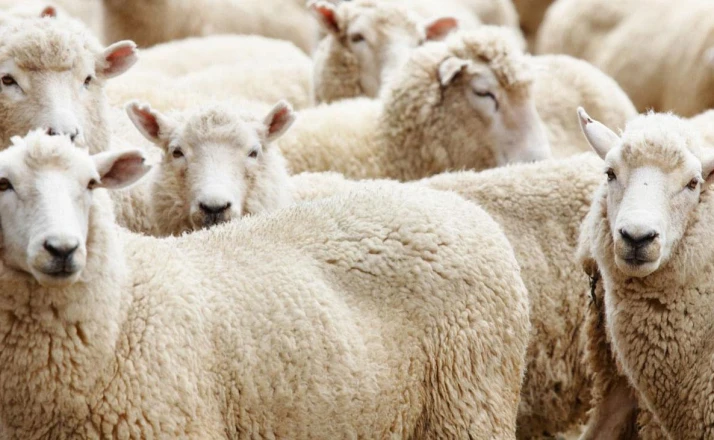 Konya’da kurban hazırlığı başladı