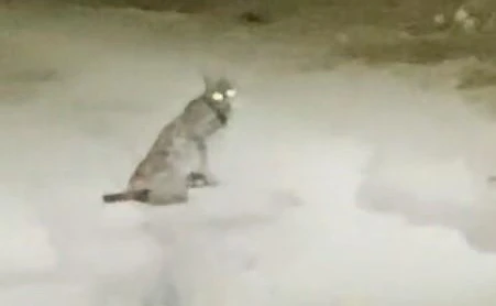 Konya’da vaşak görüntülendi