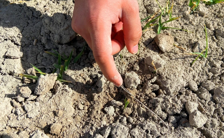 Konya'da yağışlar hububata umut oldu