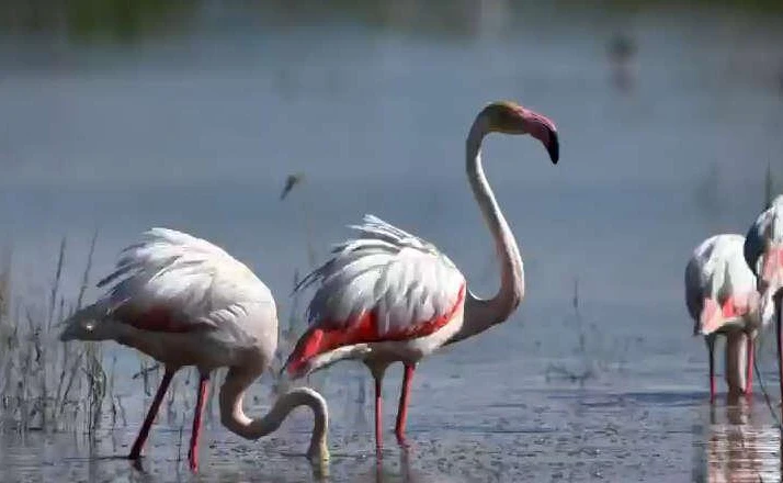 Konya’nın flamingo cenneti son yağışlarla hayat buldu