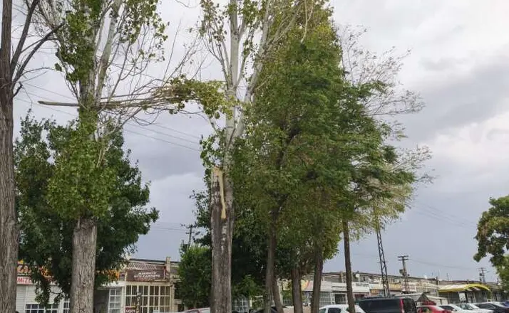 Konya'da fırtına ağacı tramvay yoluna devirdi! Yaralı da var