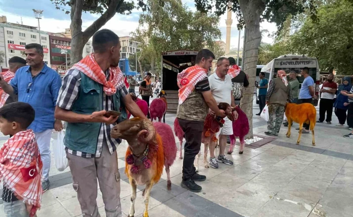 Koyunlar sudan önce bulvardan geçti 