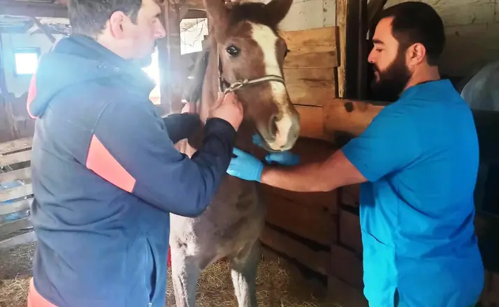Kütahya’da Safkan Arap Taylarının tescil işlemleri yapıldı

