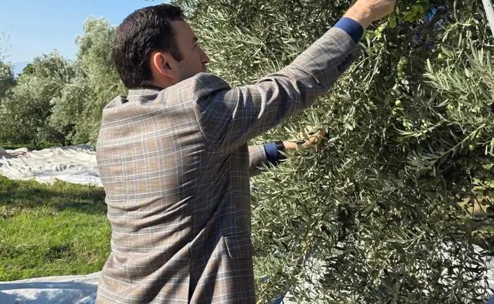 Kuyucak’ta zeytin bahçelerinde hasat mesaisi
