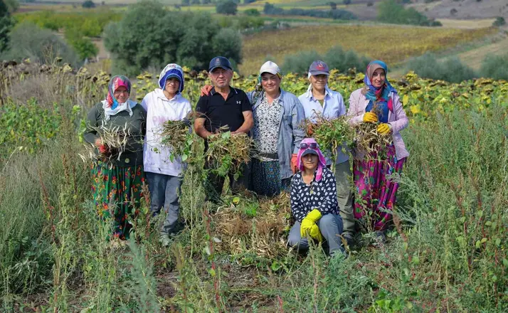 Ladik fasulyesinde hasat zamanı
