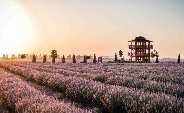 Lavanta Bahçesi kapılarını açtı