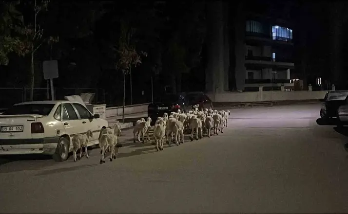 Mahallede ’firari koyun’ seferberliği: Ağıldan kaçan koyunlar boş arazide bulundu
