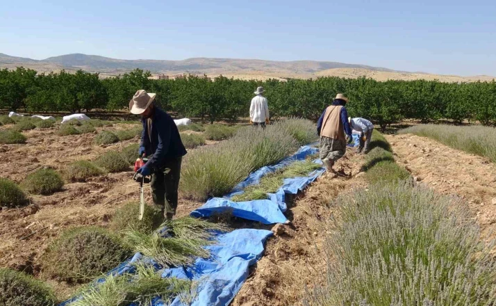 Malatya’da kavurucu sıcak altında lavanta hasadı 