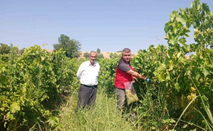 Manisa’da üzüm bağlarında hasat öncesi pestisit denetimi 