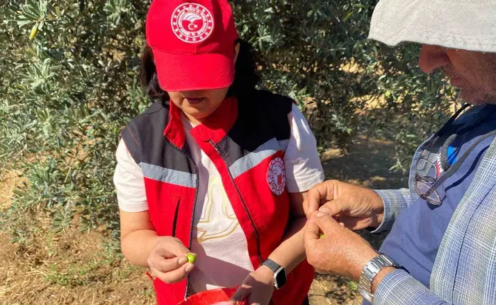Manisa’da zeytin sineği uyarısı
