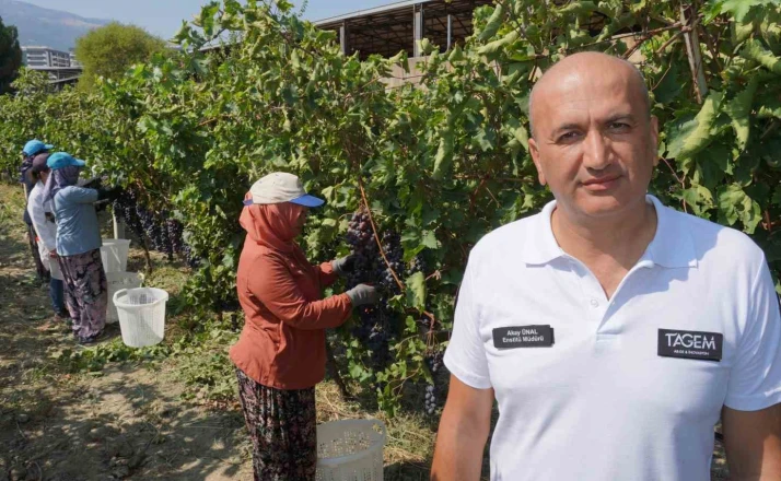 Manisa’dan dünyaya üzüm ihracatı başladı 