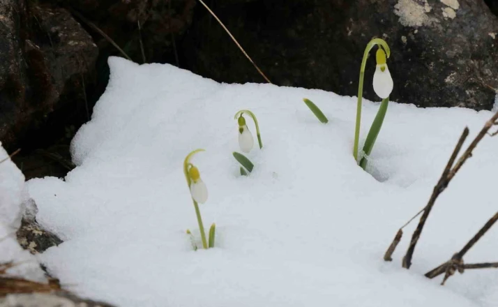 Mart karı kardelenleri yeniden beyaza bürüdü