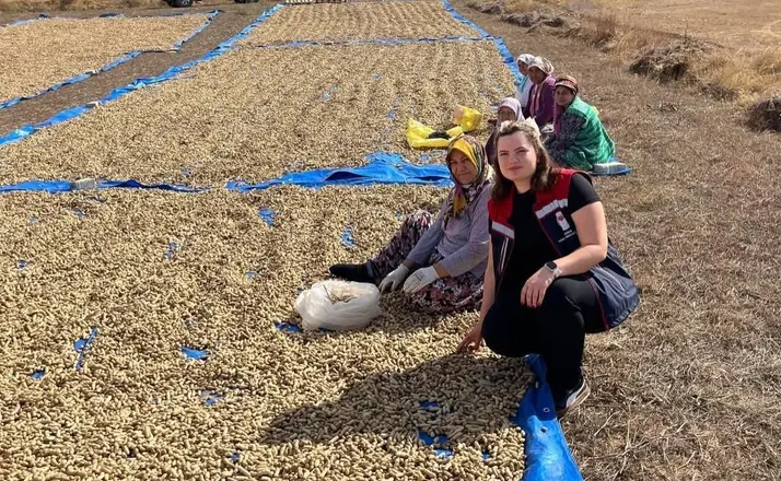 Meriç’te yer fıstığı hasadı başladı
