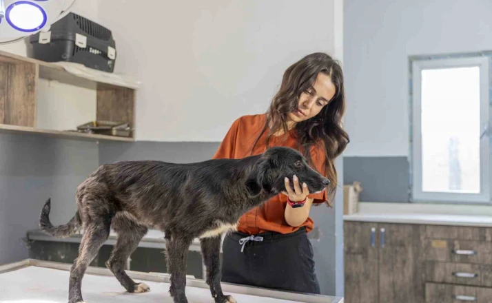 Mersin’de 6 aylık tedaviyle yeniden ayağa kalkan köpek sıcak yuvasını bekliyor 