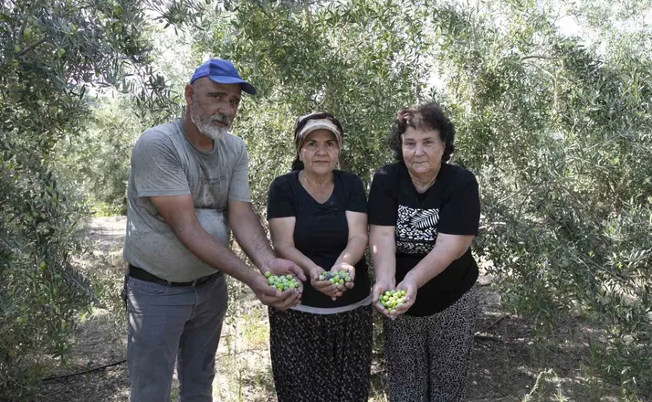 Mersin’de dağıtılan zeytin fidanları ürün verdi
