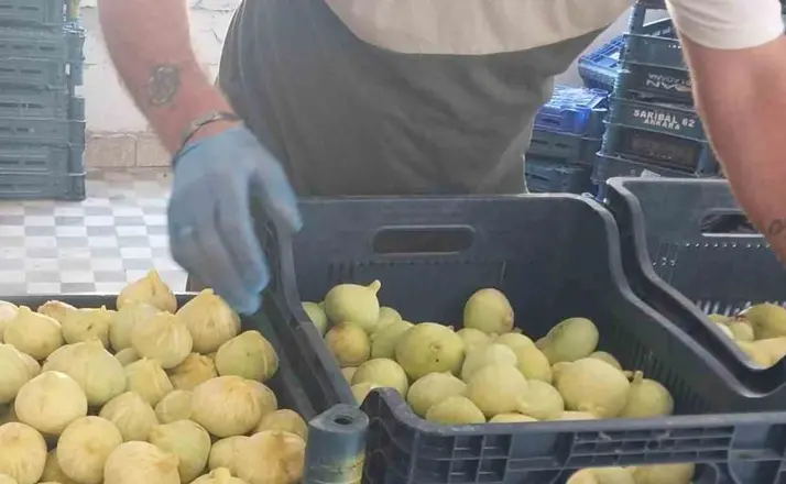 Mersin’de incir sezonu sona erdi, üreticisinin yüzü güldü
