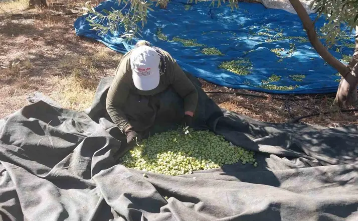 Mersin’de zeytin hasadı başladı: Bahçede 10 ile 60 TL arasında
