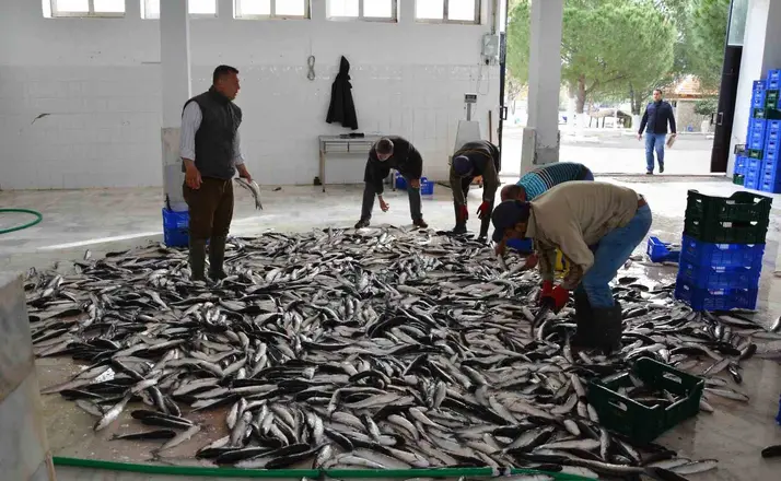 Muğla’nın ihracatında su ürünleri, zeytin ve madencilik öne çıkıyor
