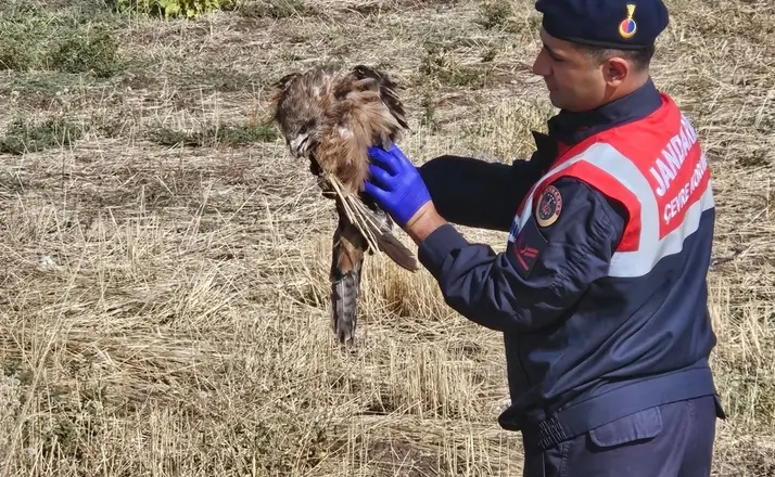 Muş’ta yaralı kızıl şahine jandarma eli
