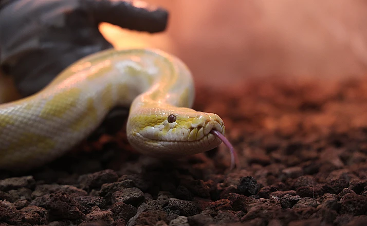 Nesli tehlike altındaki piton koruma altına alındı