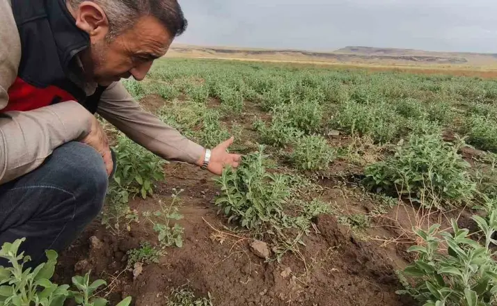 Patnos’ta Ada Çayı heyecanı: İlk hasat için geri sayım başladı
