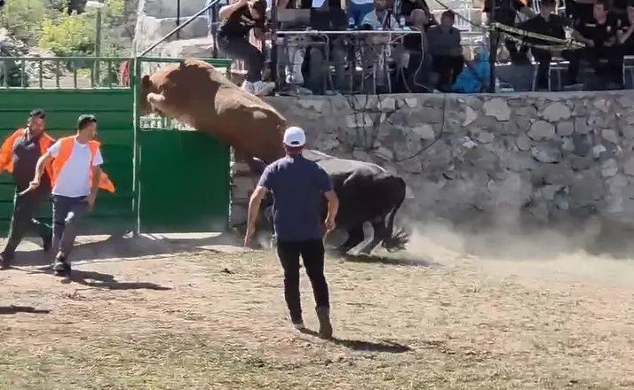 Rakibinden kaçan 600 kiloluk boğa olimpiyat sporcularına taş çıkardı
