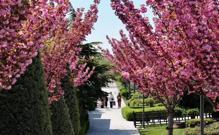 Sakuralar için Japonya’ya gitmenize gerek yok; Konya’da Sakura mevsimi başladı