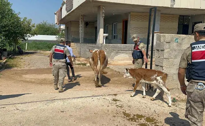 Şanlıurfa’da büyükbaş hayvan dolandırıcılığında 1 gözaltı
