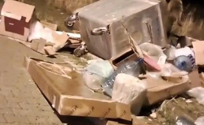 Sarıkamış’ta çöp konteynerlerinin arkasından ayı çıkıyor

