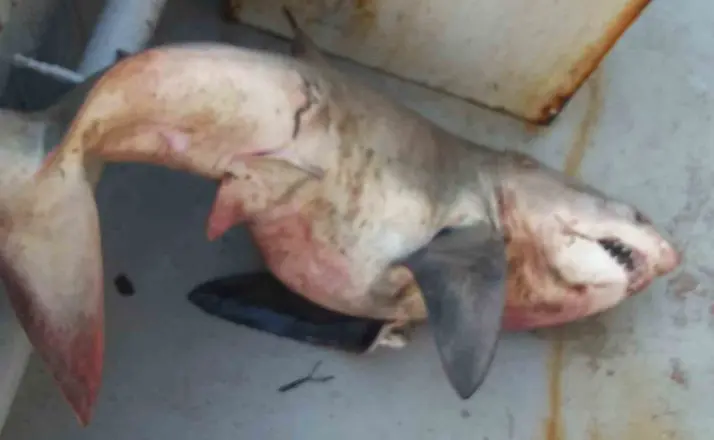 Saros Körfezi’nde balıkçıların ağına 65 kiloluk köpek balığı takıldı
