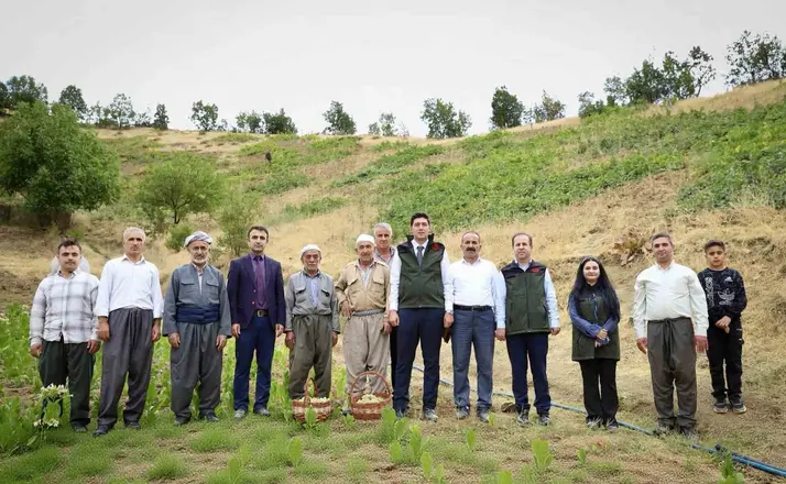 Şemdinli’de üzüm hasadı başladı
