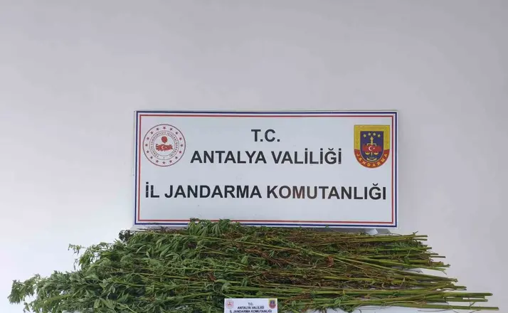 Serik’te 80 kök kenevir bitkisi ele geçirildi
