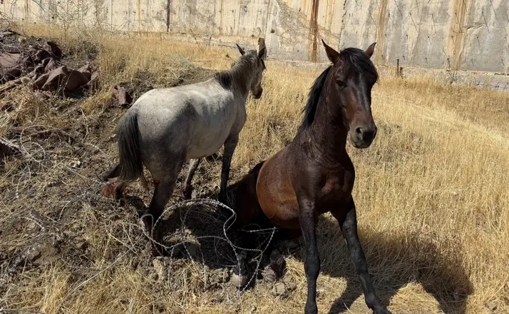 Sınır telleri arasında mahsur kalan atlar kurtarıldı
