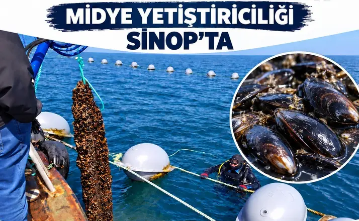 Sinop’ta 9 ayda 182 ton midye hasadı
