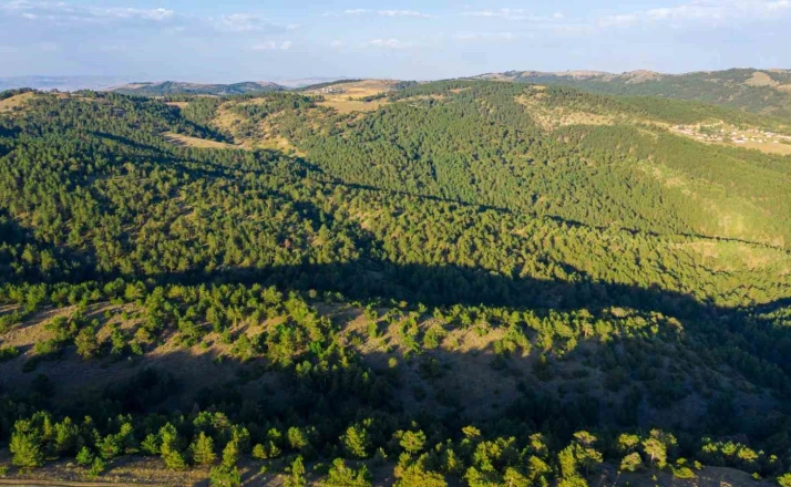 Sivas’ta ormanlık alanlara giriş yasaklandı 