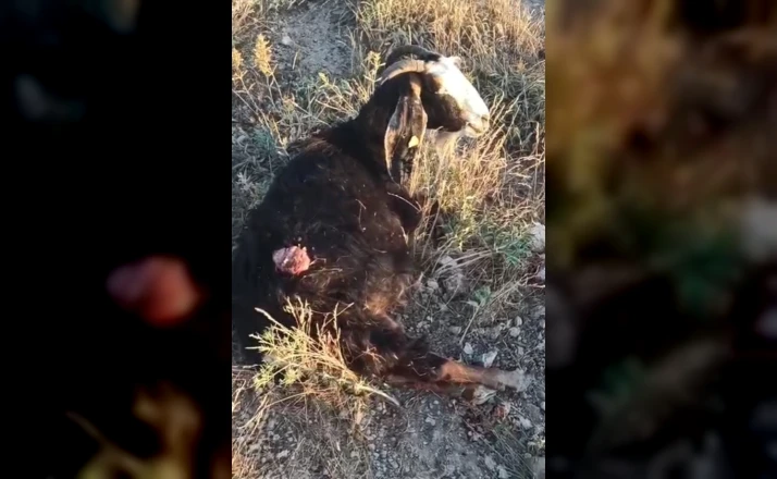 Sokak köpekleri sürüden ayrılan keçiye saldırdı