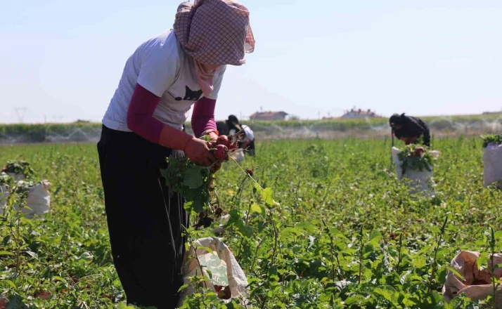 Su tüketimi düşük, hasadı erken
