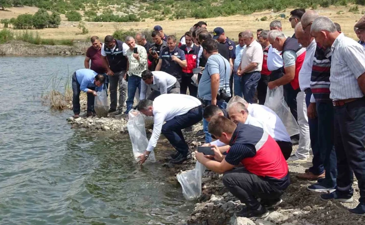 Tavşanlı göletlerine 123 bin yavru sazan bırakıldı 
