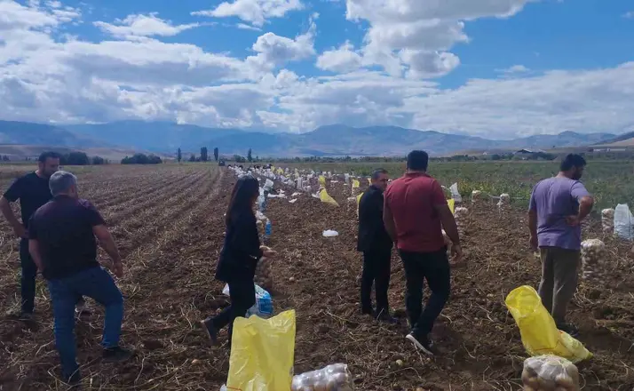 Tercan’da patates hasadı başladı
