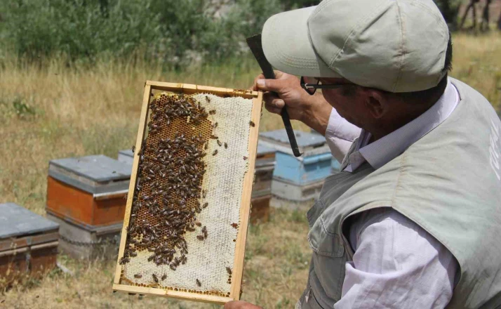 Tescilli Zara Balı sağımı başladı 